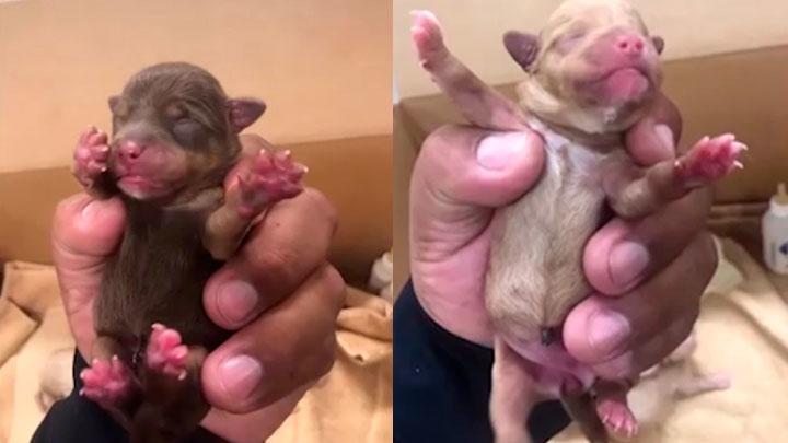 perros abandonados estados unidos california